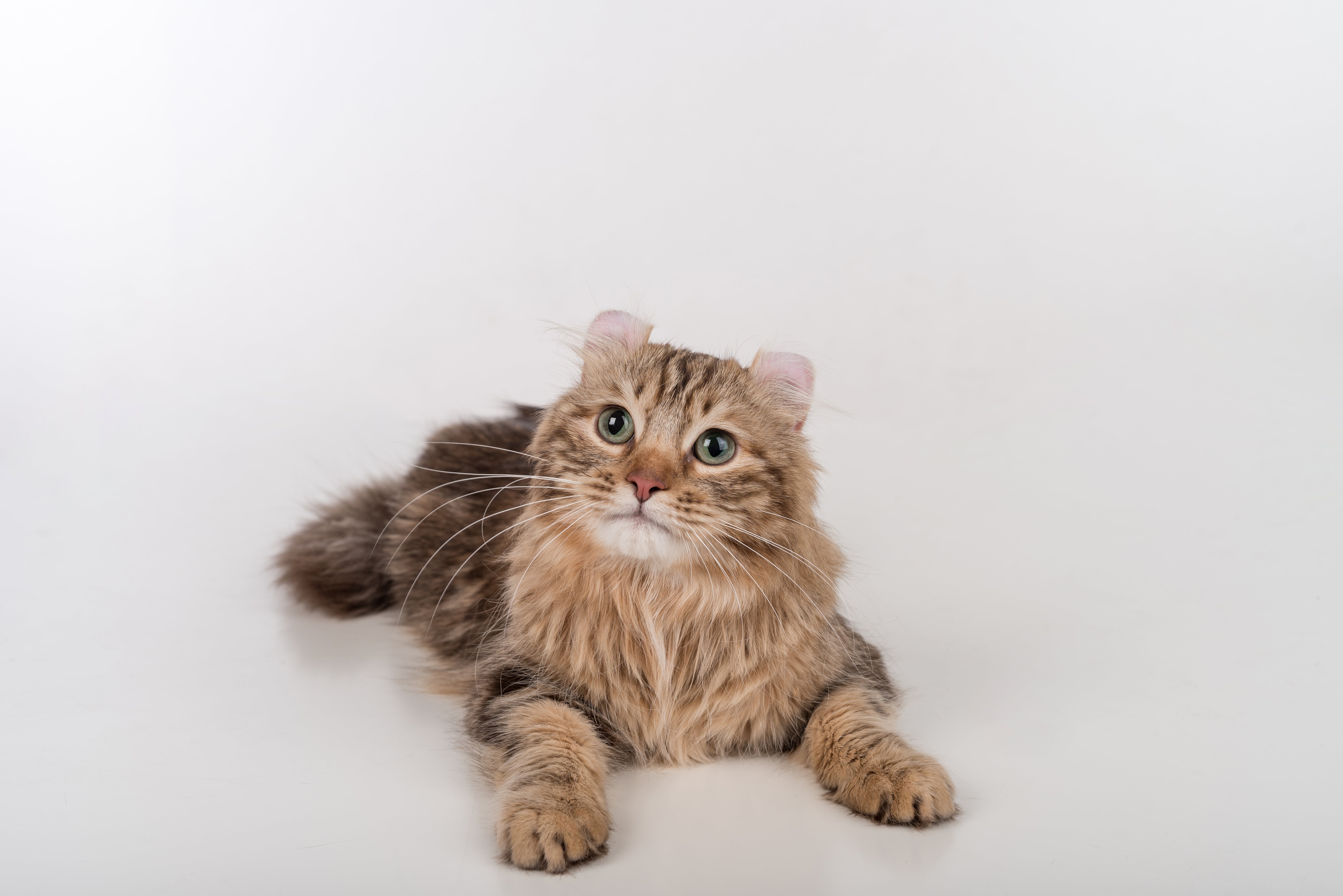 American Curls for Adoption in Eau Claire, Wisconsin | Petfinder